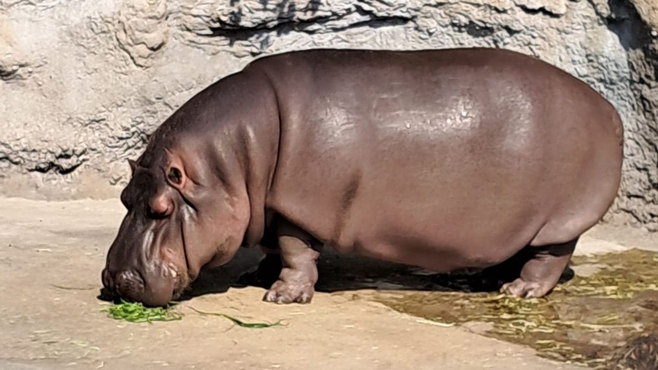 hipopotam z zoo