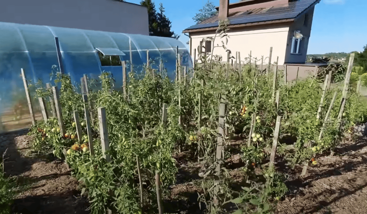 hodowla pomidorów