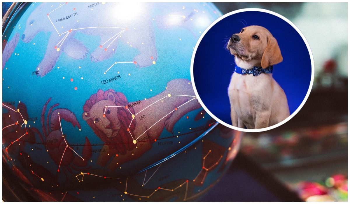 Jaki pies pasuje do twojego znaku zodiaku?
