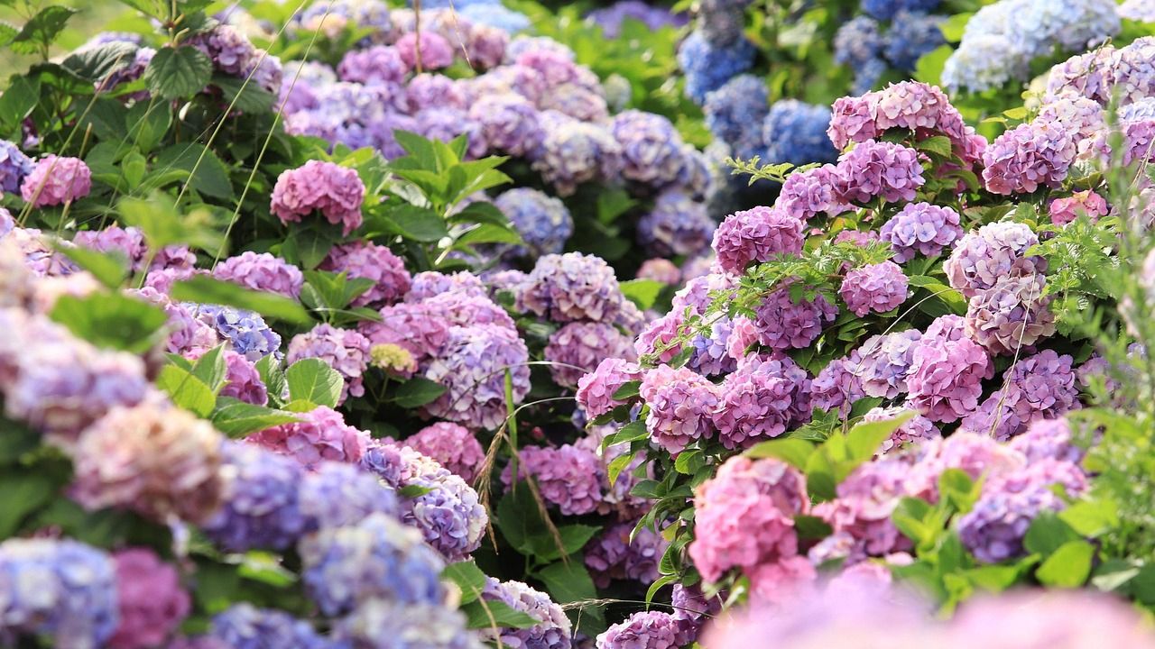 hortensje