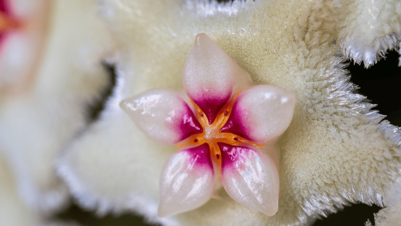 hoya 