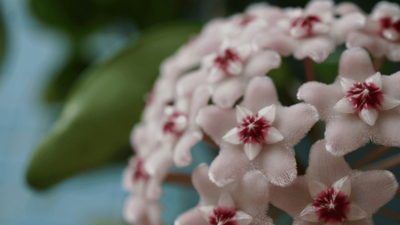 hoya pixabay