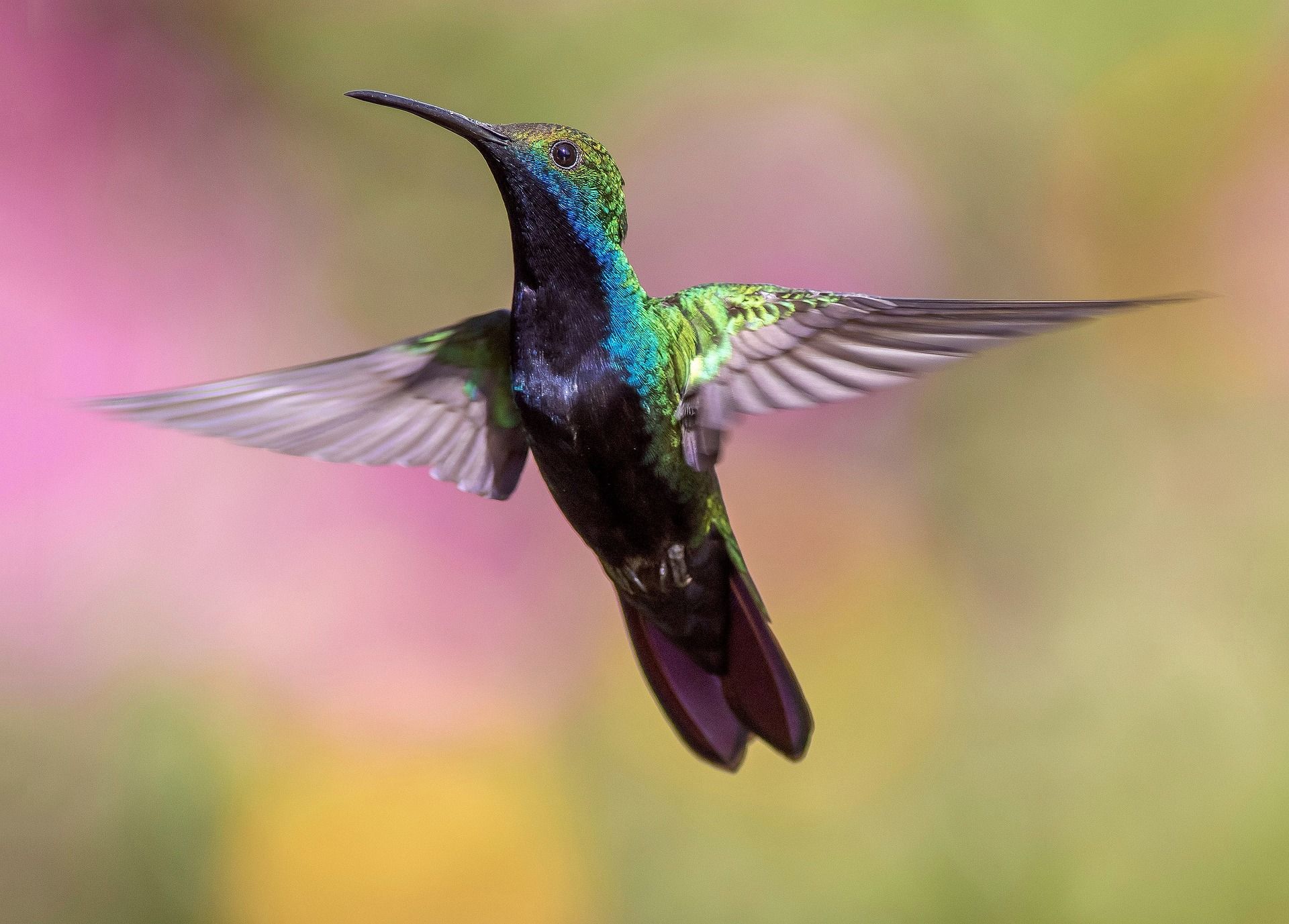hummingbird-g2be1b192f_1920.jpg