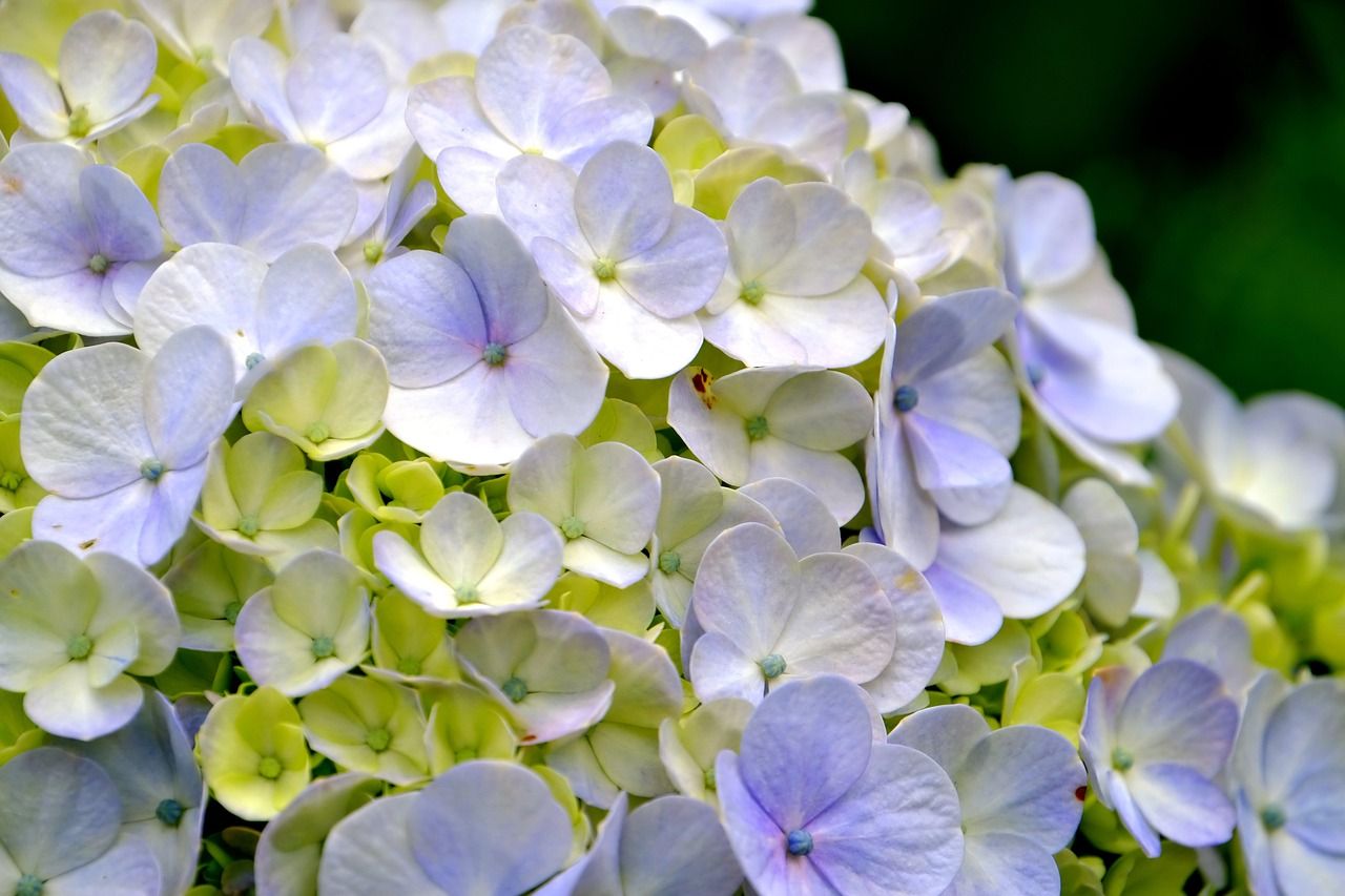 hydrangea-7865503_1280.jpg