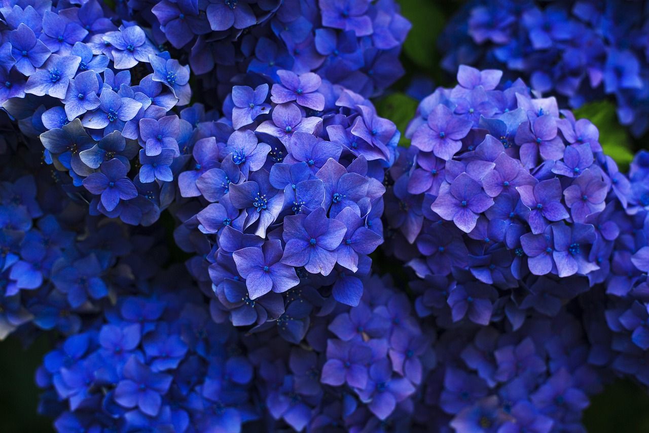 hortensje
