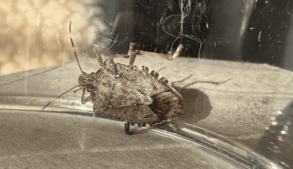 Ten robak coraz częściej pojawia się w domach. Pod żadnym pozorem go nie zgniataj