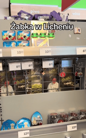 Żabka w Licheniu