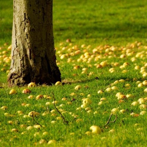 Jabłka od sąsiada spadły na twoją działkę? Przepisy mówią jasno co z tym zrobić 