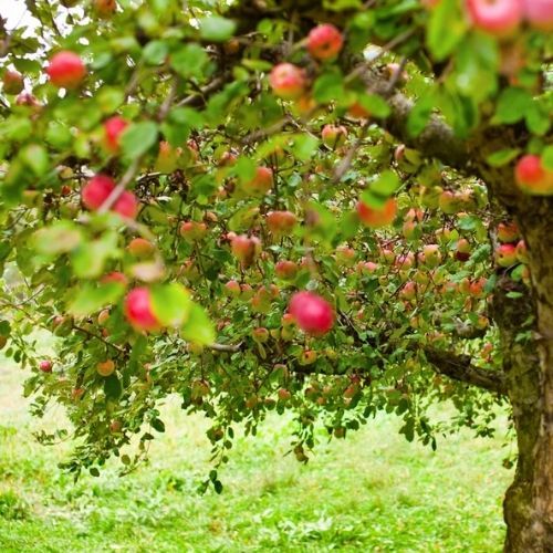 Jabłka od sąsiada spadły na twoją działkę? Przepisy mówią jasno co z tym zrobić 