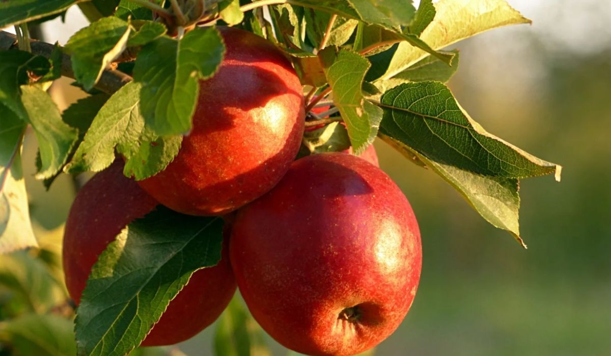 To najzdrowszy owoc. Chroni przed wieloma chorobami