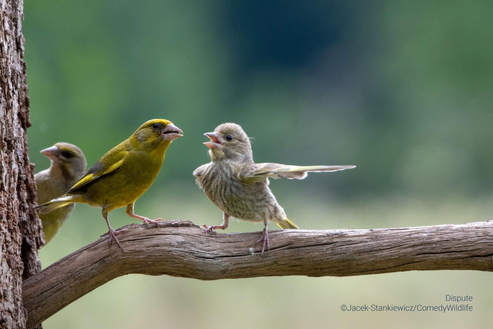 Zdjęcie konkursowe polskiego laureata Comedy Wildlife Photography Awards 2023 Jacka Stankiewicza