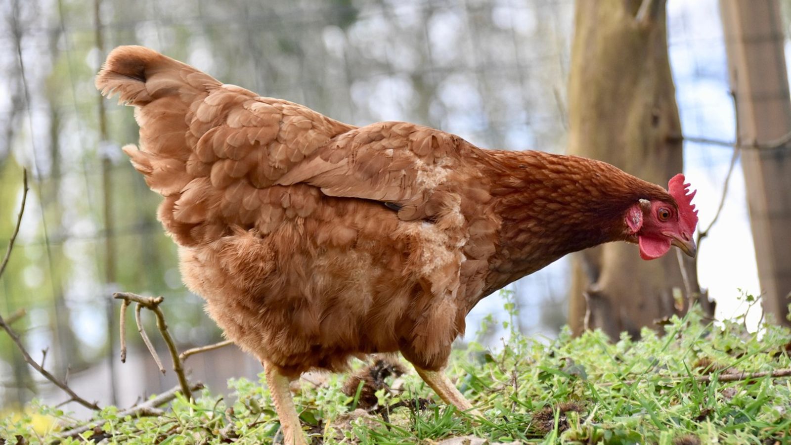 Dodaj ten składnik do wody i podaj kurom. Dolegliwości znikną jak ręką odjął