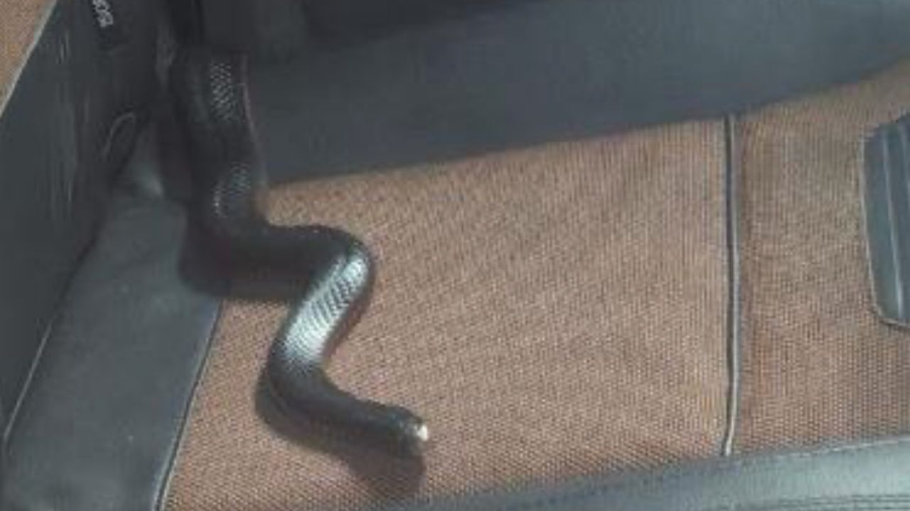jadowity wąż w samochodzie