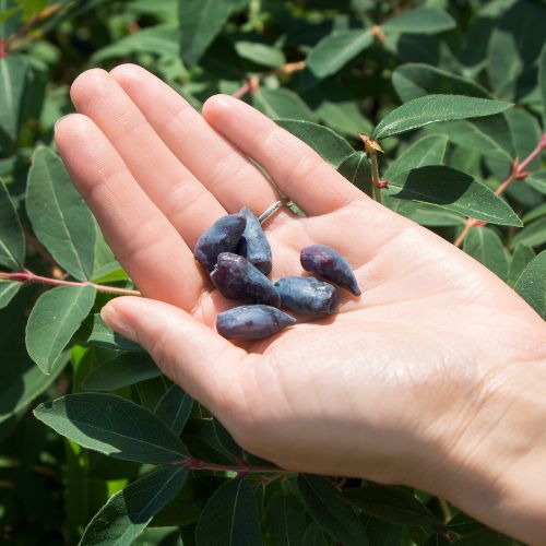 Nie kupuj na bazarze, idź zbierać samemu. Oszczędzisz nawet 32 zł na kilogramie