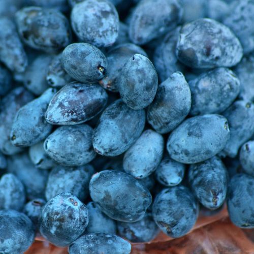 Nie kupuj na bazarze, idź zbierać samemu. Oszczędzisz nawet 32 zł na kilogramie