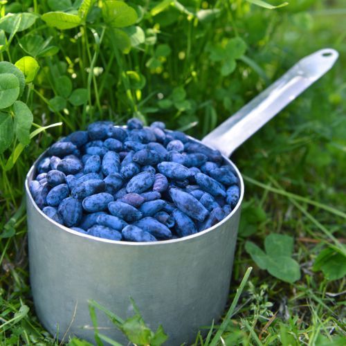 Nie kupuj na bazarze, idź zbierać samemu. Oszczędzisz nawet 32 zł na kilogramie