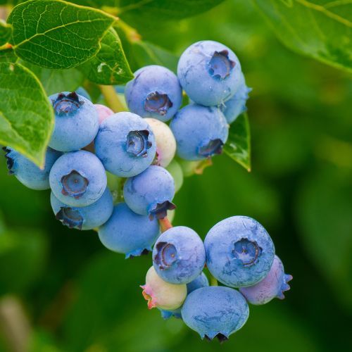 Co roku o tej porze robię ten dżem. Nie używam żelifixów i wzmacniaczy smaku