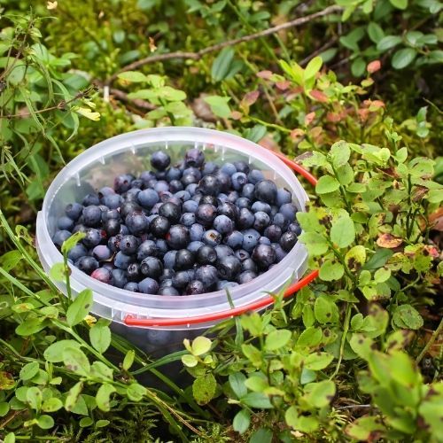 Ważny apel Sanepidu. Chodzi o owoce