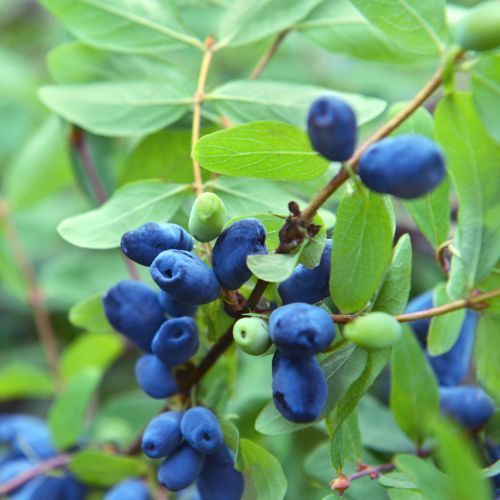 Nie kupuj na bazarze, idź zbierać samemu. Oszczędzisz nawet 32 zł na kilogramie