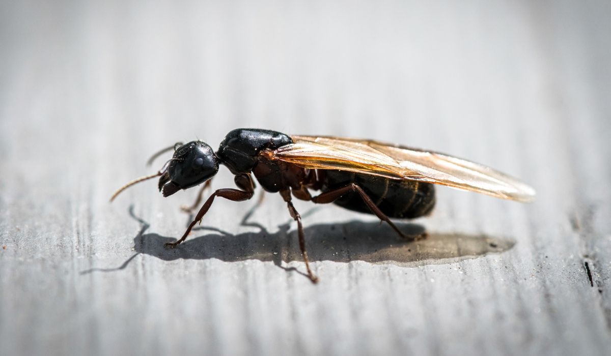 jak pozbyć się latających mrówek?