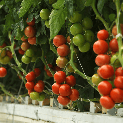 jak uratować przelane pomidory (1).png