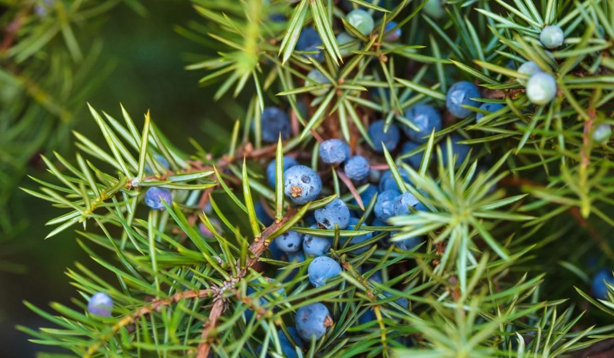Na brzuch działa jak magia. Babcie pamiętają, młodzi nie wiedzą nawet jak smakuje