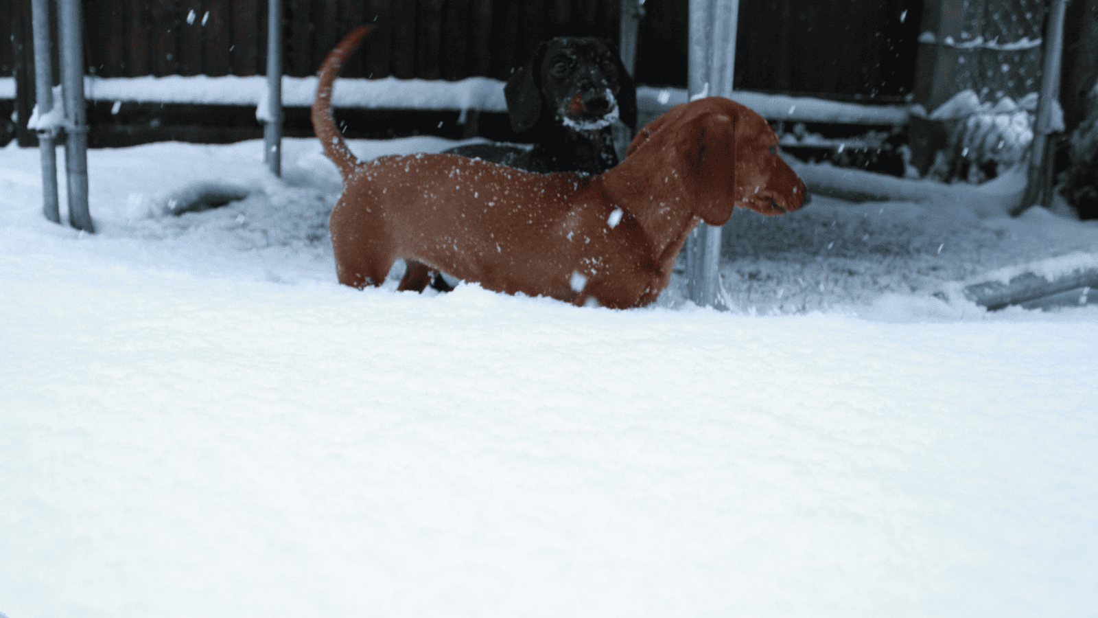 Rząd policzy psy i koty. Nowe obowiązki i kary nawet do kilku tysięcy złotych