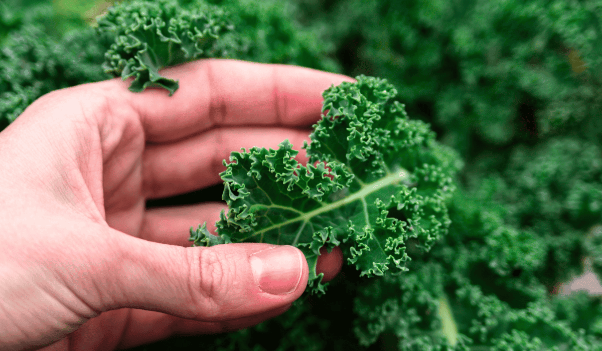 To warzywo chłonie chemię jak gąbka. Wszyscy myśleli, iż jest zdrowy