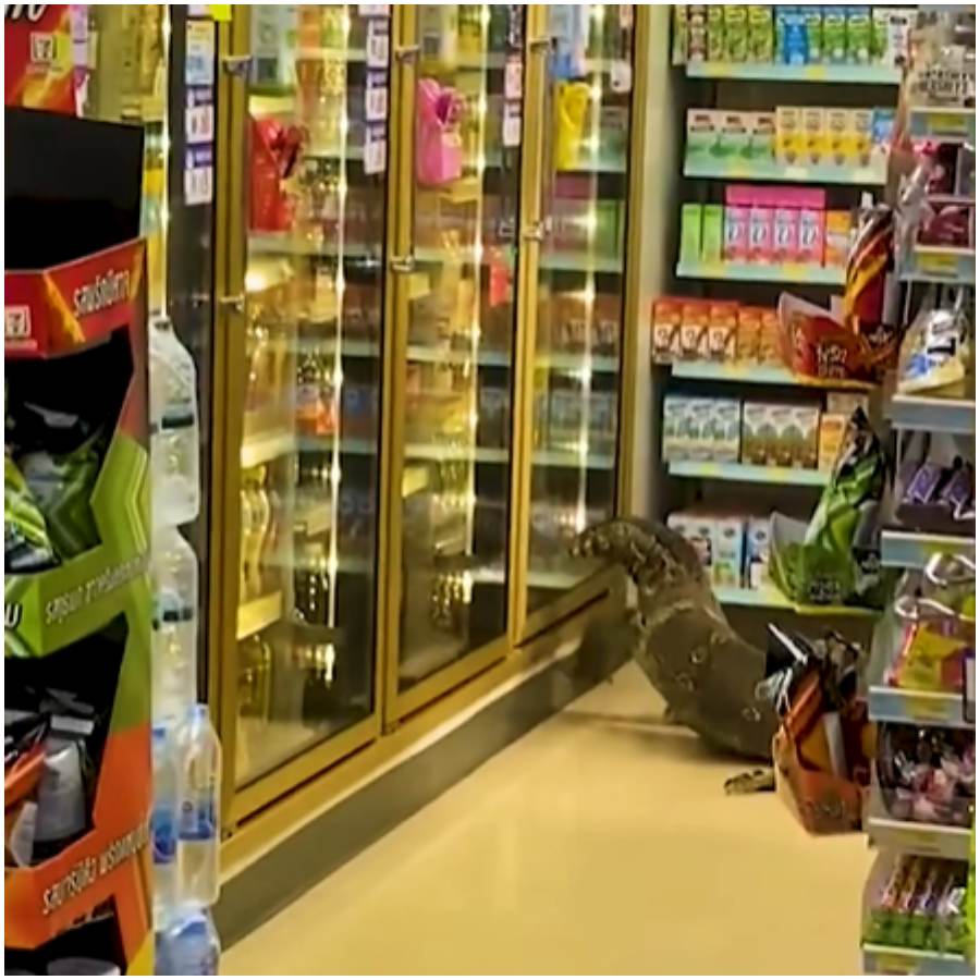 jaszczurka w markecie (2).jpg