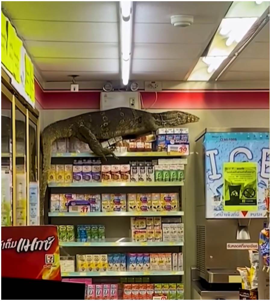 jaszczurka w markecie.jpg