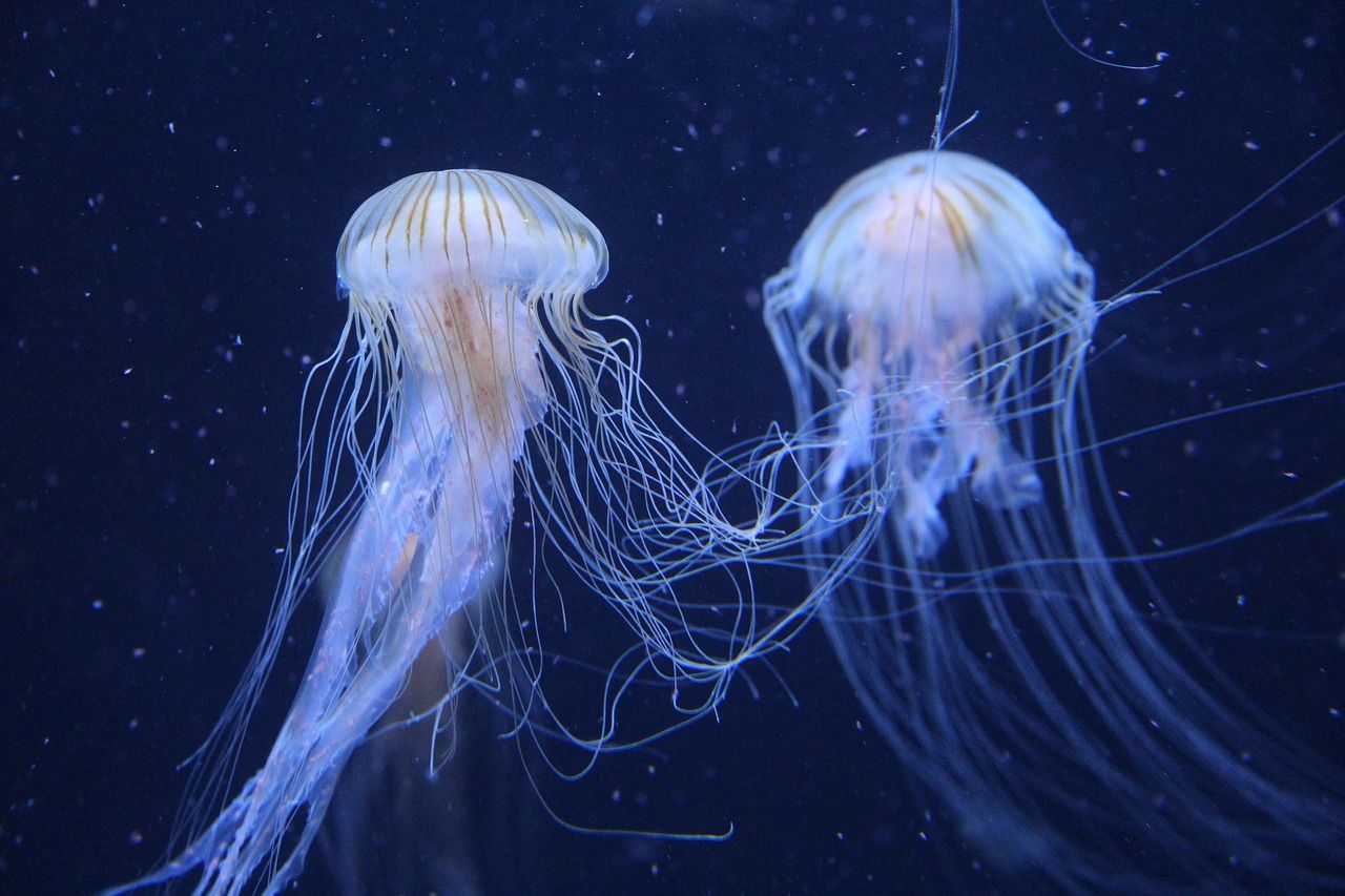 Jak nazywa się meduza po angielsku?