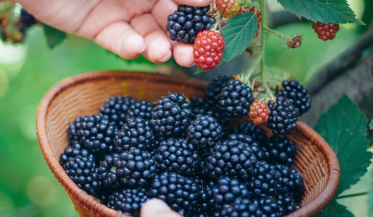 Zatrzymaj smak jeżyn aż do następnego sezonu. Wystarczy prosty trik