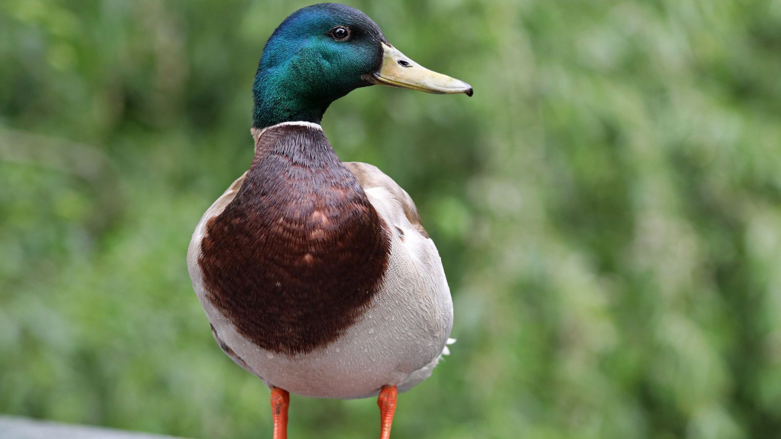 Na te gatunki myśliwi już nie zapolują w Polsce. O północy weszły w życie zmiany