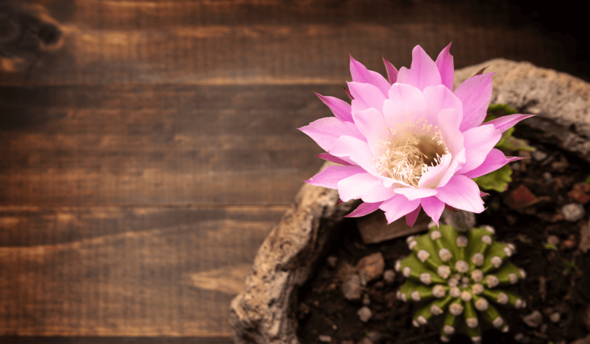 kaktus wielkanocny różowy.png