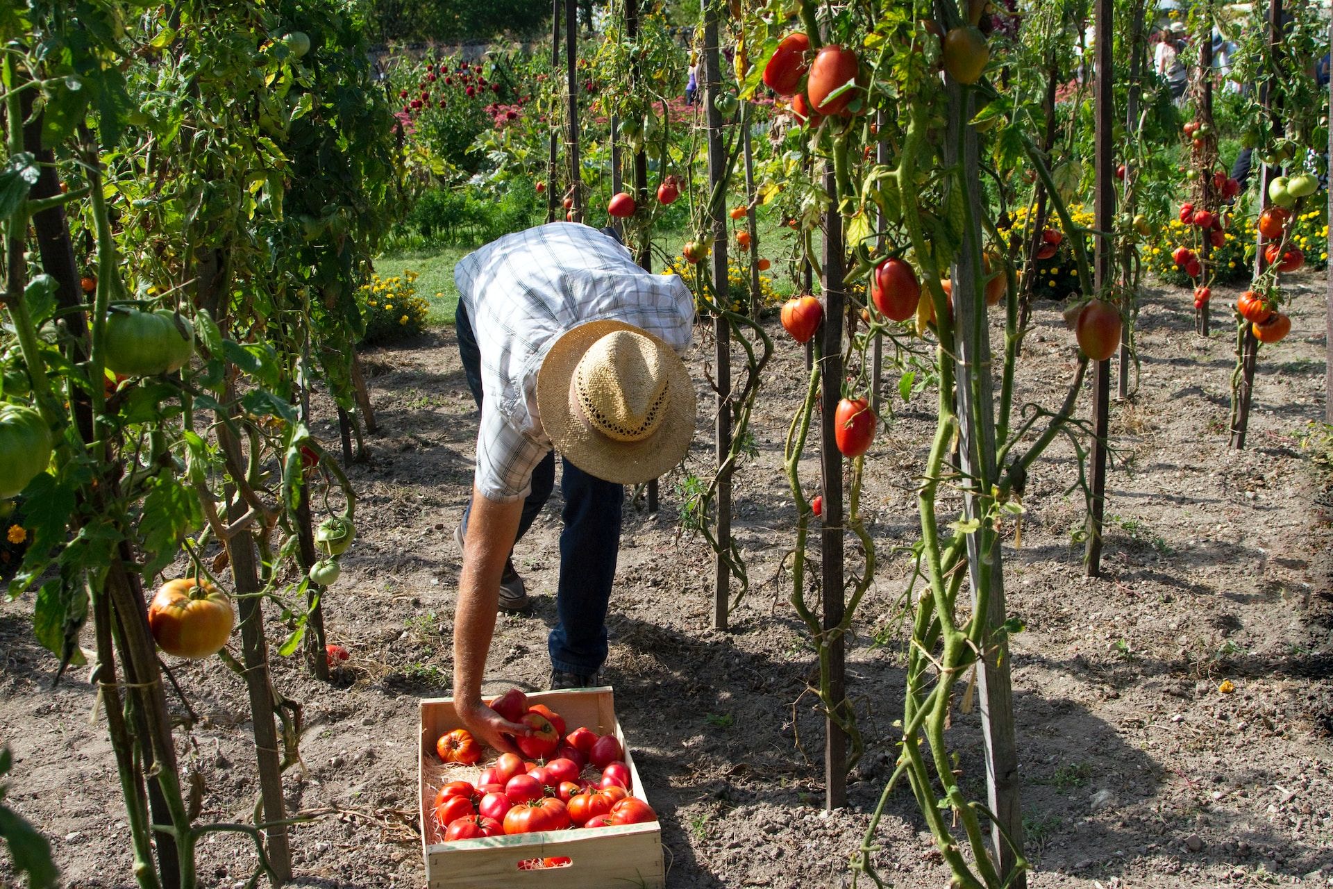 rolnik zbierający pomidory