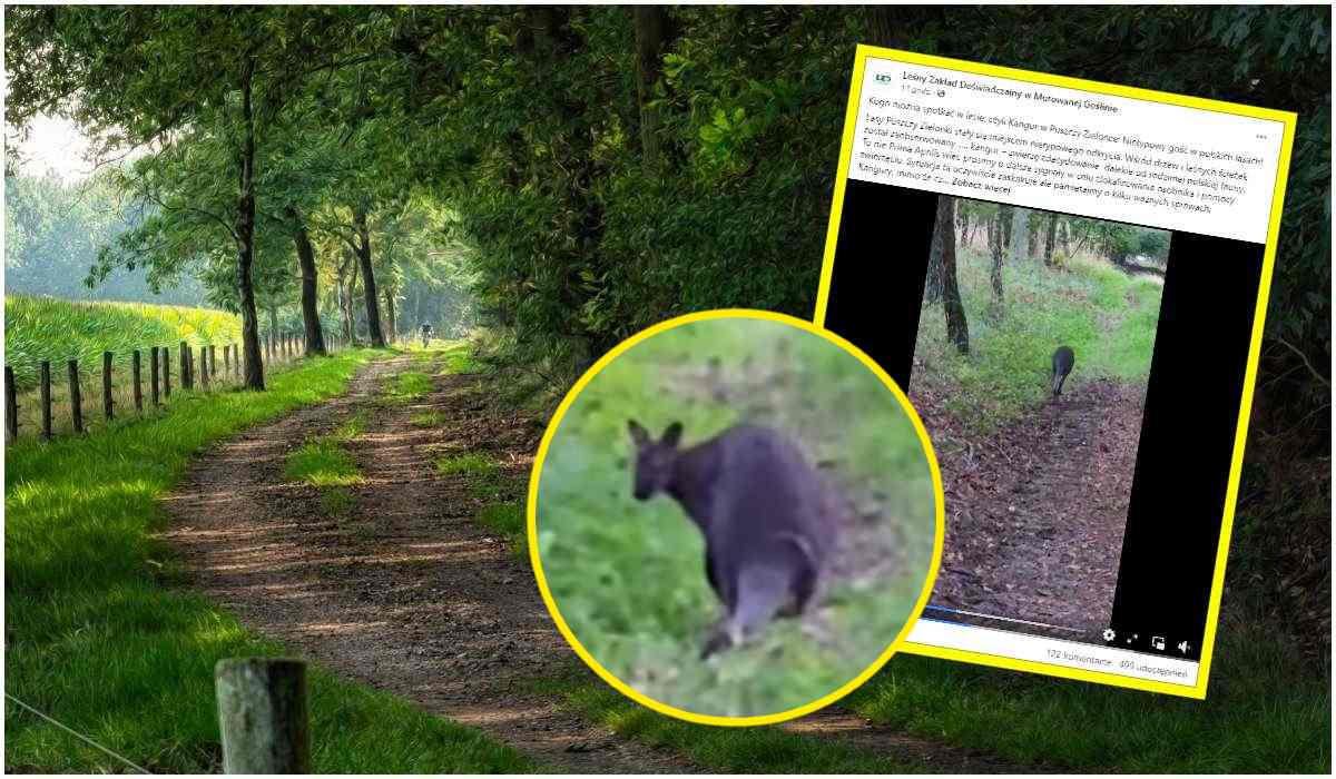 Kangur kicał po lesie w Murowanej Goślinie