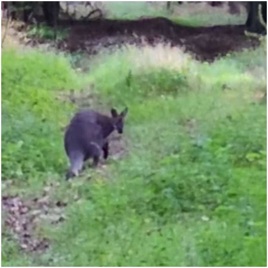 kangur w polskim lesie (4).jpg