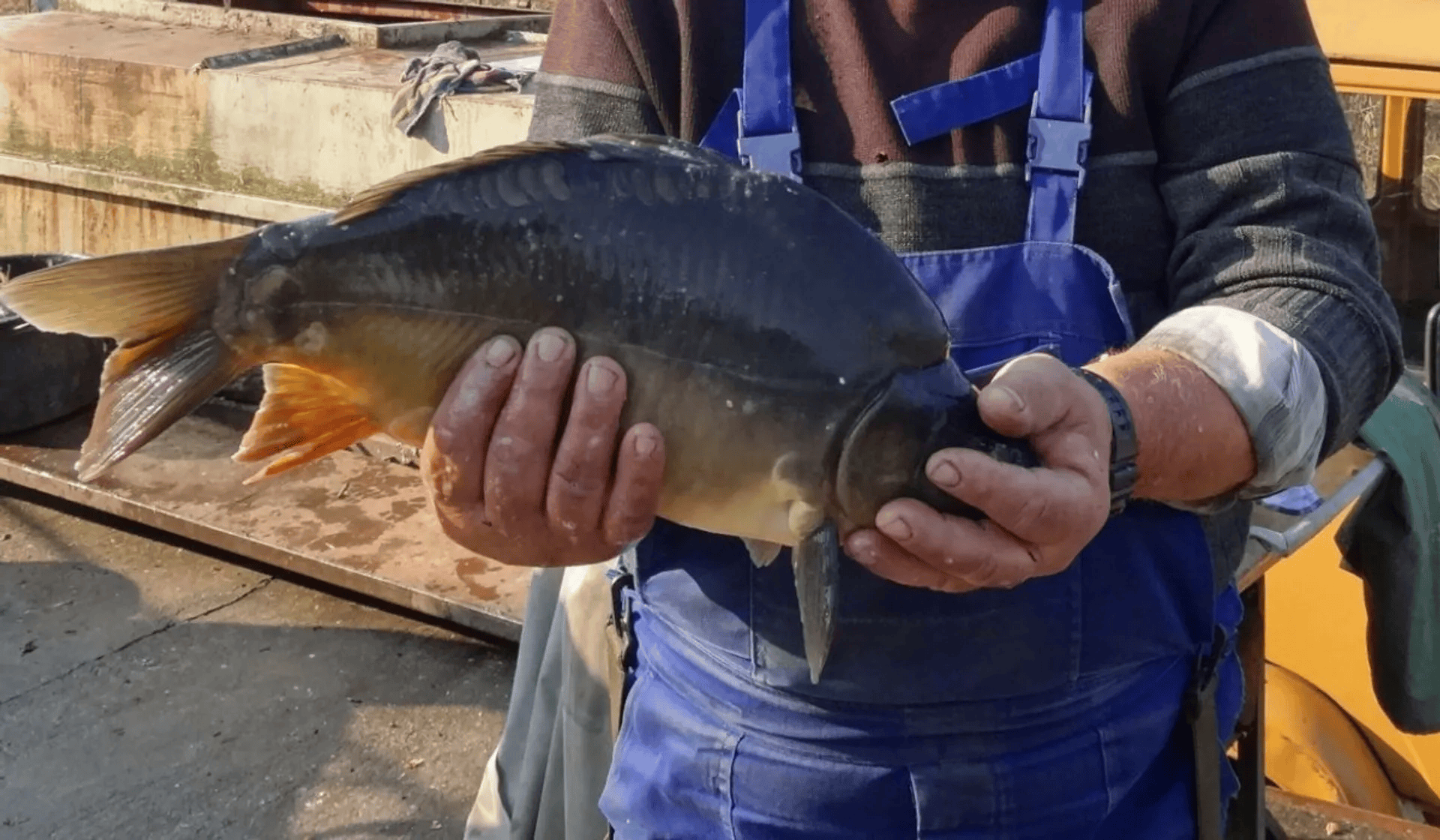 Ceny karpia na Boże Narodzenie 2025. Polacy znaleźli tańszą opcję