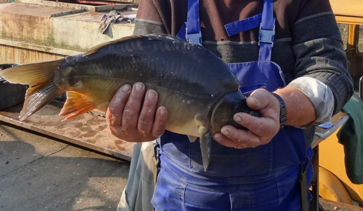 karp