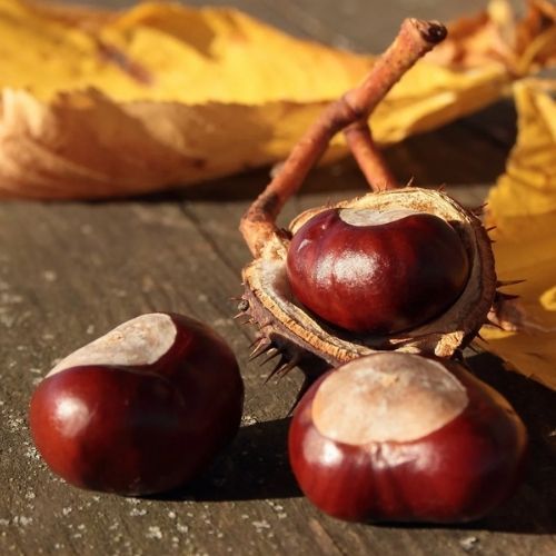 Tyle możesz zarobić na kasztanach. Skupy podały cenę za kilogram