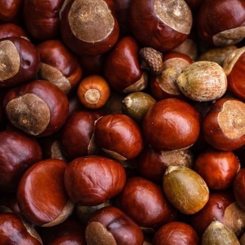 Tyle możesz zarobić na kasztanach. Skupy podały cenę za kilogram