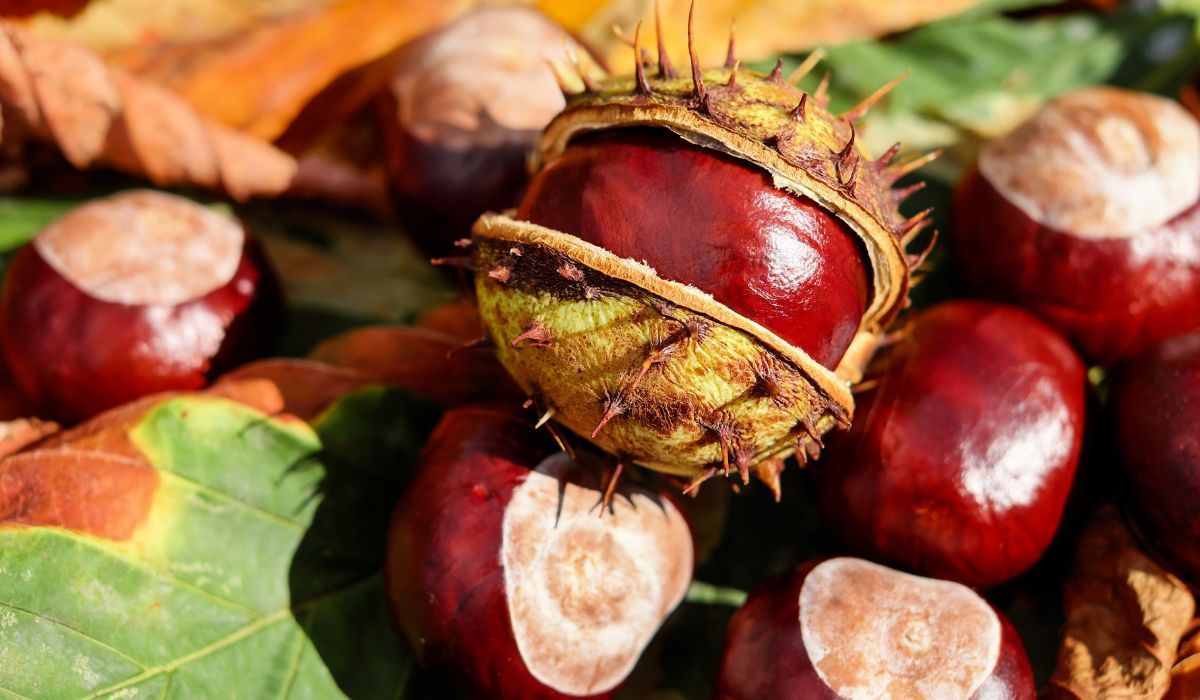 Tyle możesz zarobić na kasztanach. Skupy podały cenę za kilogram