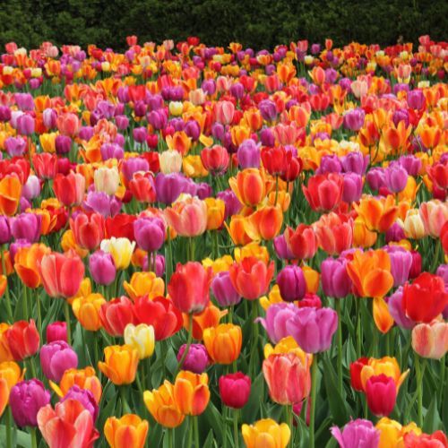 kiedy sadzić tulipany.jpg
