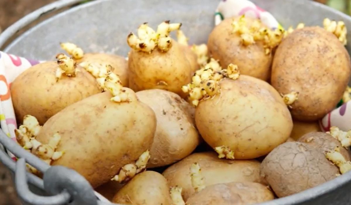 Czy można jeść kiełkujące ziemniaki?