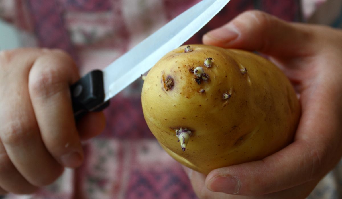co zrobić z kiełkującymi ziemniakami?