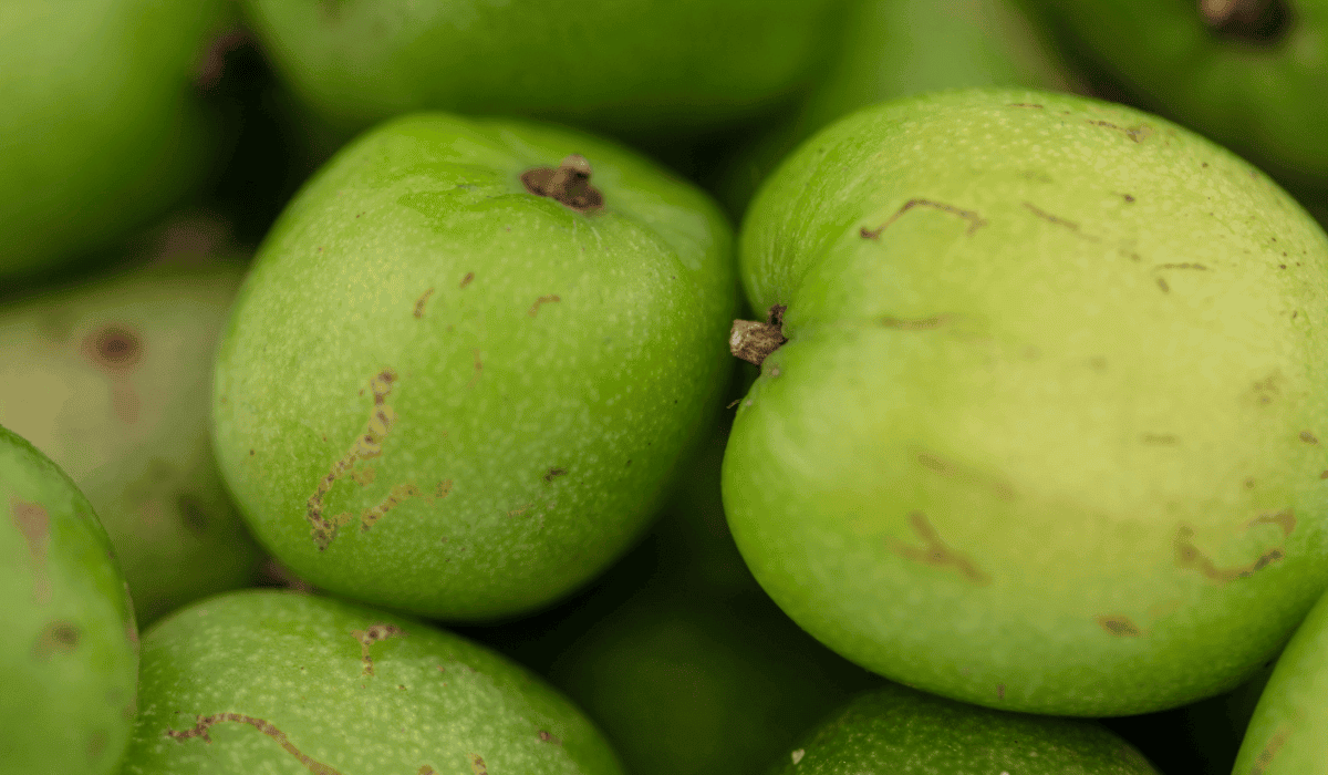 mini kiwi