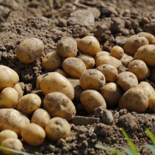 To najlepszy przepis na szare kluski. Dostałem go od babci