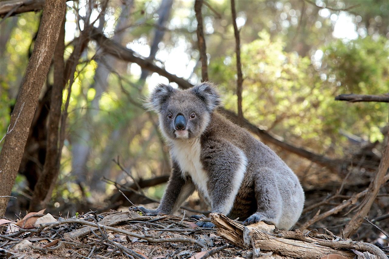 Skąd pochodzi koala?