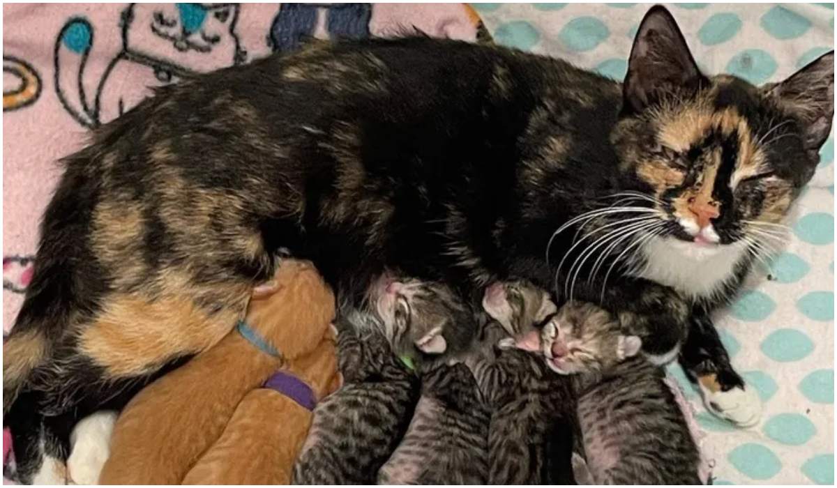 Ocalona kotka Lucy urodziła sześcioro kociąt