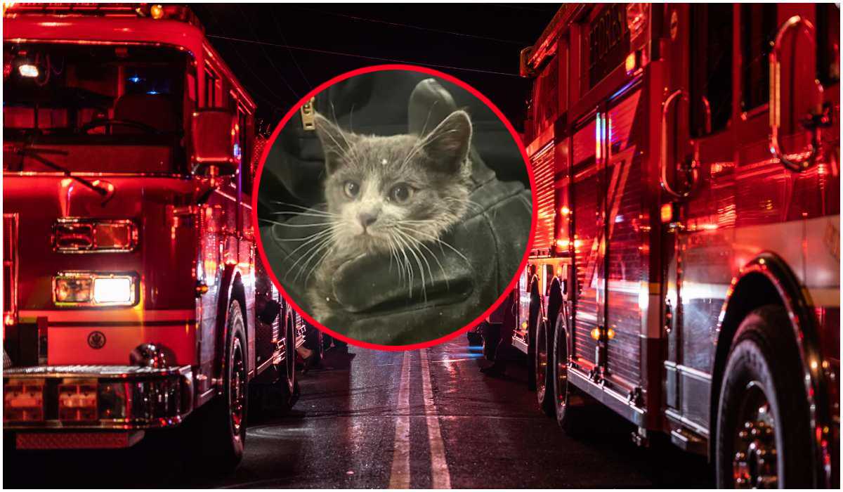 Kot pokryty sadzą zaskoczył strażaków, którzy go znaleźli